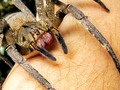 Une morsure de cette araignée venimeuse peut déclencher une érection longue de près de 4 heures