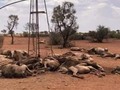 Comenzó la matanza de camellos en Australia