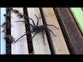 I liked a YouTube video Araña Recibe Cientos De Picaduras De Abejas y Sobrevive