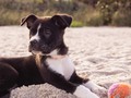 Consejos para cuidar su mascota si va de paseo este fin de año    #salud #mascotas…