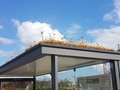 Holland covers hundreds of bus stops with plants as gift to honeybees