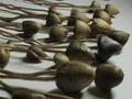 Los hongos alucinógenos pueden borrar memorias traumáticas y reprogramar tu mente (ESTUDIO)