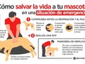 Cómo salvar la vida a tu mascota en una situación de emergencia