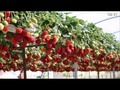 WOW! Amazing Agriculture Technology - Strawberry