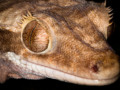 Crested Gecko Vivariums