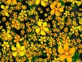 📷  - The solid black background really makes these colorful and bright yellow...