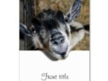 Nosy Baby #Goat Looking Out Large Business Cards #Zazzle #BusinessCards -