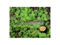 Lucky Squirrel in Clovers #StPatricksDay Greetings Postcard -