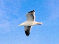 SEAGULL IN FLIGHT (Painting-like) Greeting Cards, Prints and Home Decor at #Pixels #FineArtAmerica #Gravityx9 -
