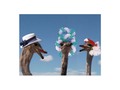 Send funny greetings to someone with this ostrich postcard. Three ostrich friends, wearing silly hats.