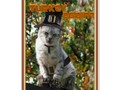 Customize this Thanksgiving Card with your printed message. - TURKEY AGAIN? Pilgrim Cat Card #FallSeasonsBest -…
