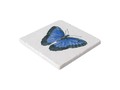 Blue Morpho butterfly watercolor painting Trivet by PaintedAnimals ~ #S6GTP ~