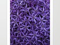 Purple giant garlic flowers Art Print by jaroslawblaminsky | | #S6GTP ~ Created by one of my friends at Society6 ~