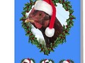 * 'Christmas Chicken * Rhode Island Red ' Greeting Card by Gravityx9 * A little Christmas chicken, Scarlet, the Rh…