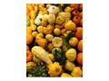 📷 * Send a quick Autumn greeting or note with this  Fall Gourds Post Card by PictureThisAnd…