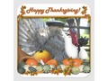 📷 * HAPPY THANKSGIVING from Turkey Tom! Sticker by Fall_Seasons_Best * Choose...