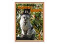 📷 * TURKEY AGAIN? Pilgrim Cat Postcard by Fall_Seasons_Best at Zazzle #Gravityx9 * Send a q…