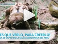 Oso perezoso le aplasta la cabeza a una hambrienta anaconda