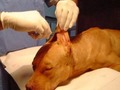 Aprobaron proyecto que prohíbe mutilar animales por estética