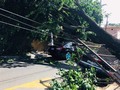 Reportan que un árbol cayó en la 10.ª Av. Sur y 1.ª Calle Pte, en Santa Ana, dejó una persona lesionada y causó dañ…