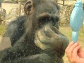 I liked a YouTube video Reacción de mono al mirarse en un espejo en zoo.