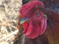 Raising Free Range Chickens