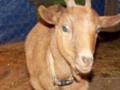 Getting Started With A Hobby Farm