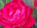 Knock-Out Roses