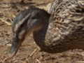Ducks On The Farm