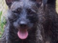 Can Any Dog Be A Farm Dog?