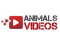 repost - animalsvideos