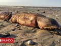 La misteriosa criatura de dientes afilados que encontraron en una playa de Texas tras el huracán Harvey - BBC Mundo…