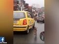 Se negó a ser abandonado: perrito corrió 20 cuadras detrás de taxi del que lo habían tirado - Noticias Caracol…