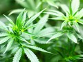 Extracto de cannabis podría ayudar para evitar la pérdida de peso por quimioterapia - National Geographic en espano…
