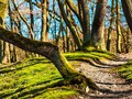 ● Los beneficios de los baños de bosque para la salud