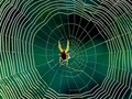 ● La tela de araña tiene uso medicinal