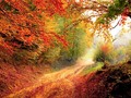 đ” Los bosques mixtos pueden frenar el cambio climĂĄtico... vĂa cinconoticias