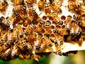 🌵 Una guerra entre abejas melíferas y especies salvajes... vía cinconoticias