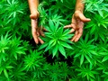 🌵 La conveniencia e inconveniencia de legalizar las drogas... vía cinconoticias