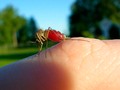 🌵 Consideraciones sorprendentes sobre los mosquitos... vÃa cinconoticias