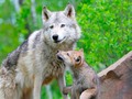 🌵 30 animales en extinción que desaparecerán en los próximos años...