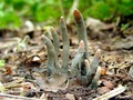🌵 Dedos de muerto: el hongo que sale de la tierra para llevarte al más allá...