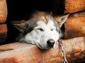 🌵 Esto es lo que tienes que hacer si eres testigo de maltrato animal. Es muy fácil. ¡No mires para otro lado!...