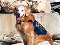 🌵 4 perros de rescate héroes del 11-S...