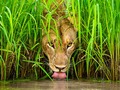 🍁 Las asombrosas fotografías ganadoras del Wildlife Photographer of the Year 2018...