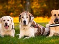 🌵 ONGs de animales y protectoras en España...