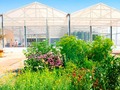 🌵 Cultivar en el desierto ya es posible con invernaderos que utilizan energía solar y agua del mar...