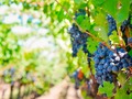 馃崄 Vi帽as centenarias que producen vino ecol贸gico en Huelva...