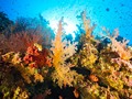 🍁 Los impresionantes arrecifes de coral que resisten al cambio climático...