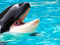 🌵 Wikie, la orca que imita palabras humanas...